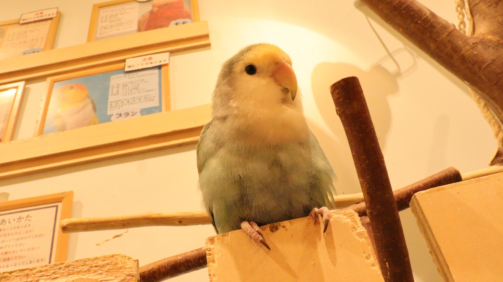 小動物、鳥、インコ、セキセイインコ、動物の写真フリー素材 Pictures of small animals, birds, parakeets, budgerigars, animals Free material