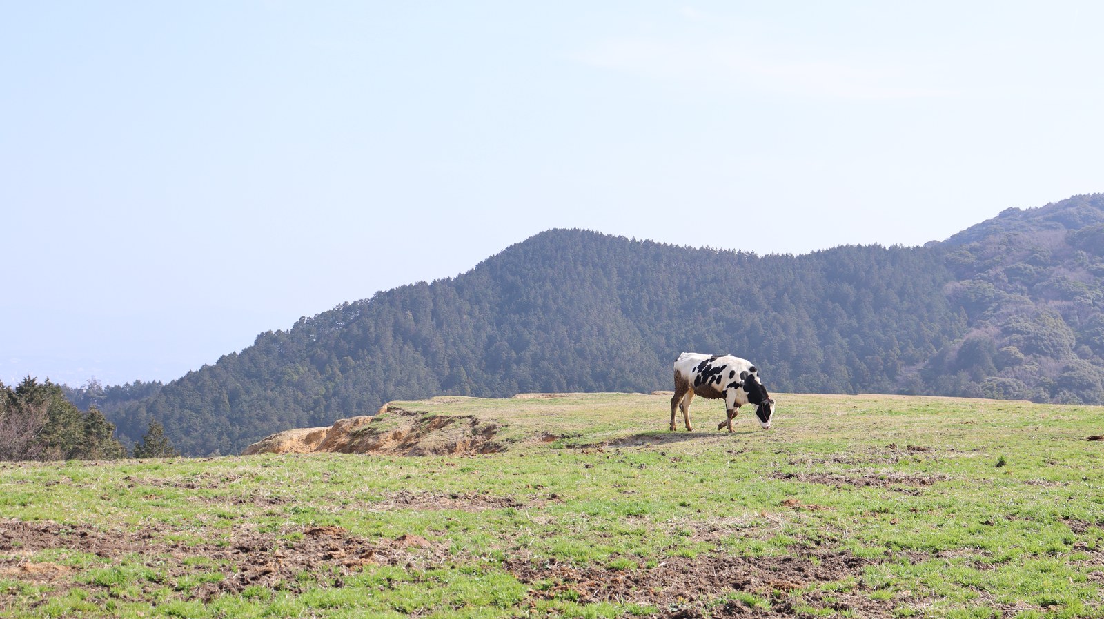 牧場、家畜、牛、乳牛、動物の写真フリー素材 Ranch, livestock, cow, dairy cow, animal photo free material