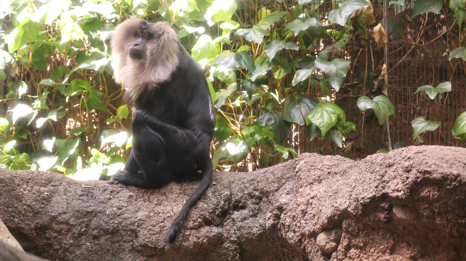 自然、猿、動物園、シシオザル、動物の写真フリー素材 Nature, monkey, zoo, lion-tailed macaque, animal photo free material