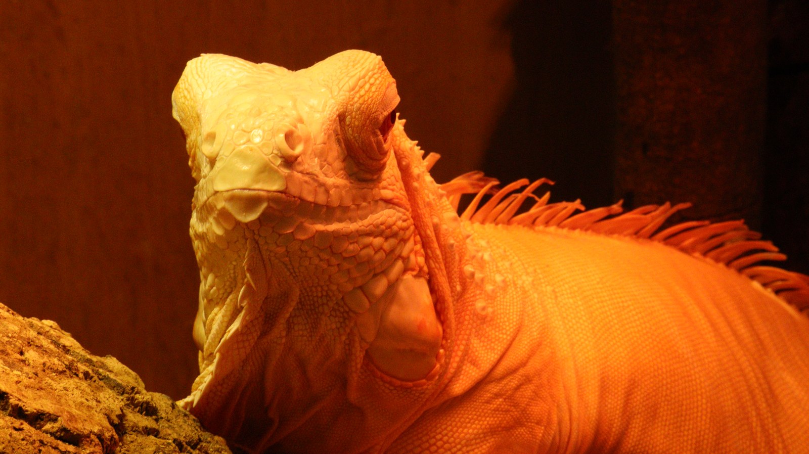 小動物、イグアナ、爬虫類、グリーンイグアナ、動物の写真フリー素材 Small animals, iguanas, reptiles, green iguanas, animals photos free material