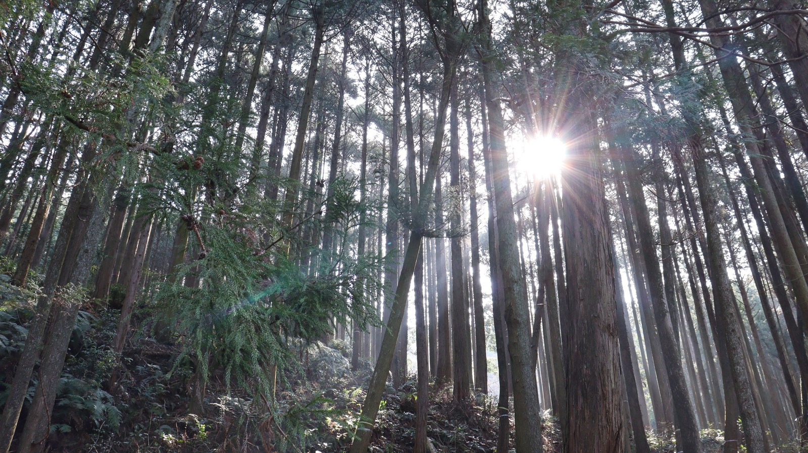 森林風景の写真フリー素材 Forest landscape photo free material