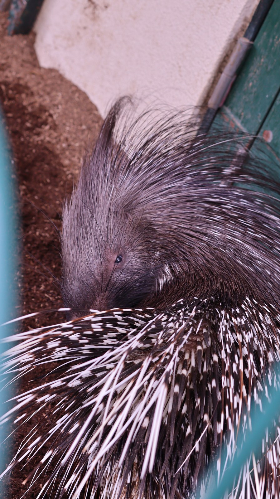 ヤマアラシ、アフリカタテガミヤマアラシ、哺乳類、動物園、動物の写真フリー素材 Porcupine, African Crested Porcupine, Mammals, Zoos, Animals Photos Free Material
