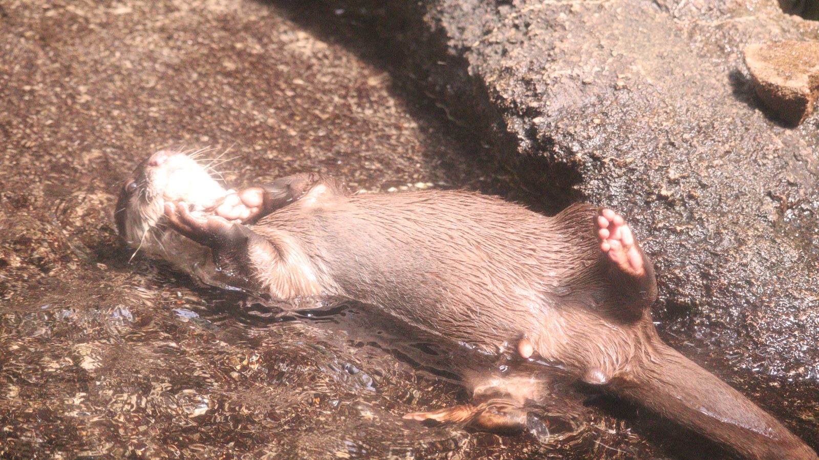 カワウソ、コツメカワウソ、動物園、動物の写真フリー素材 Otters, river otters, zoos, animals photos free material