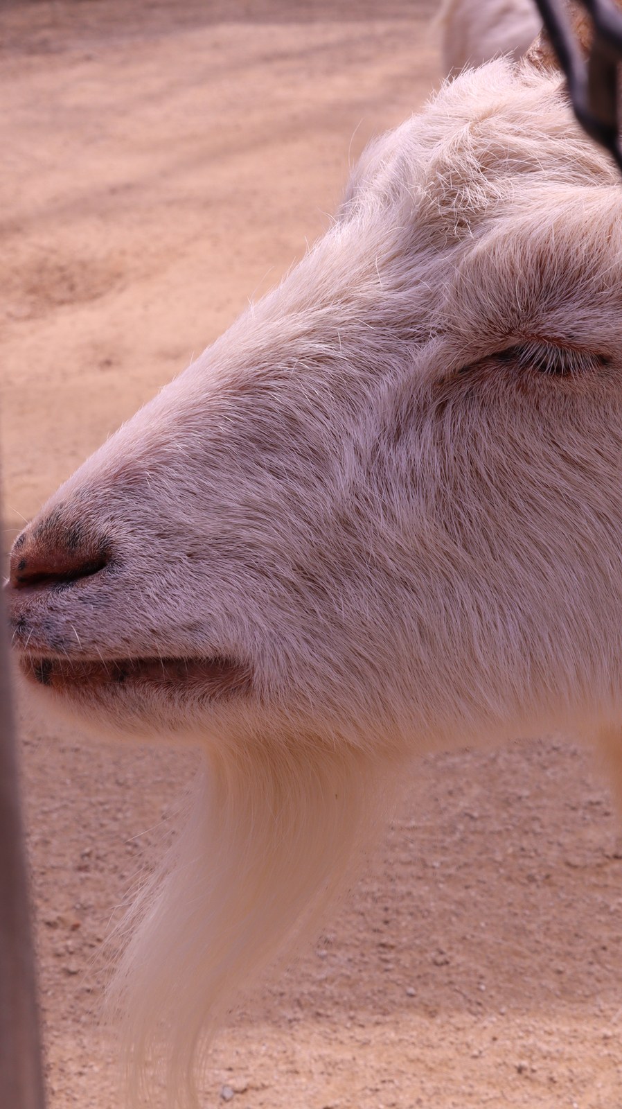 ヤギ、哺乳類、動物園、動物の写真フリー素材 Pictures of goats, mammals, zoos, animals Free material
