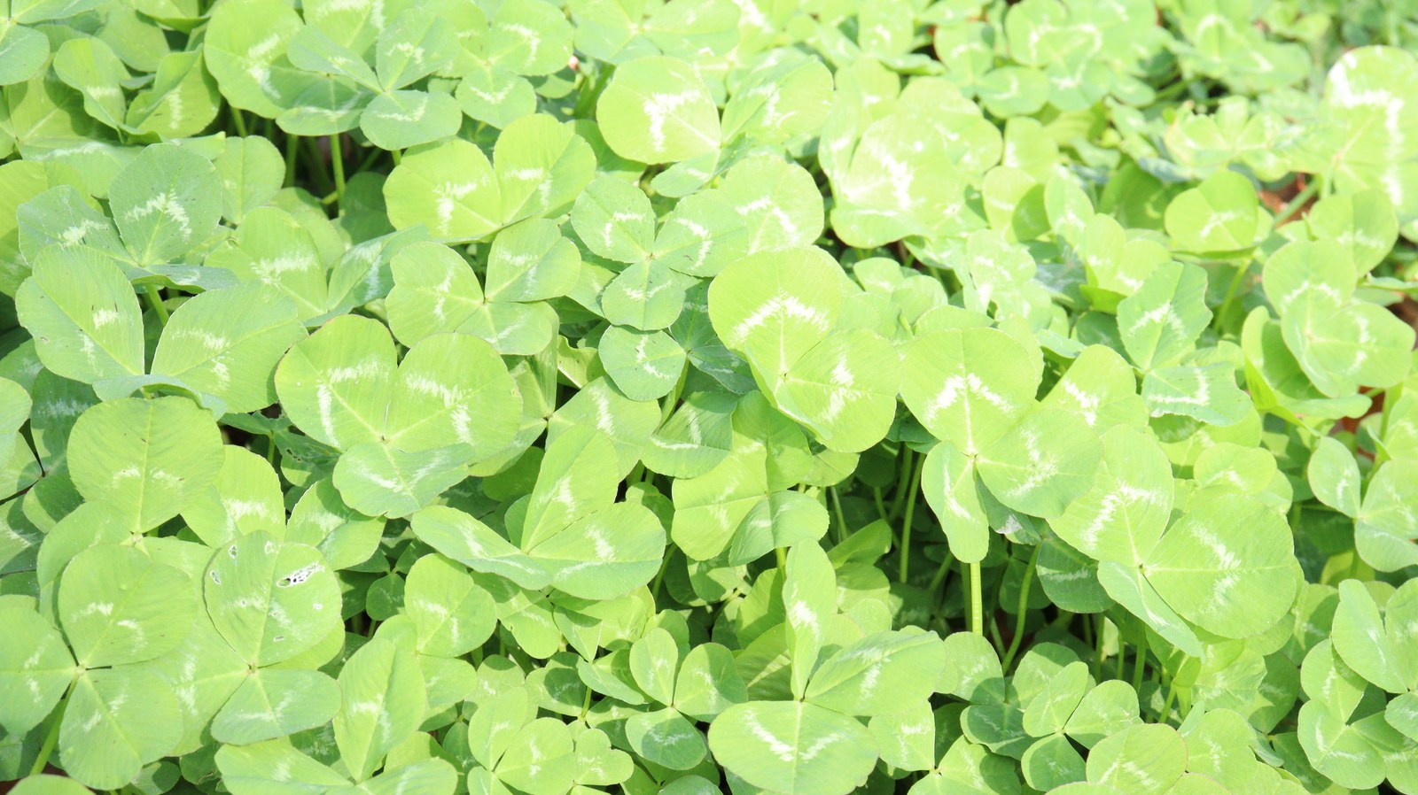 クローバー写真フリー素材 Clover photo free material