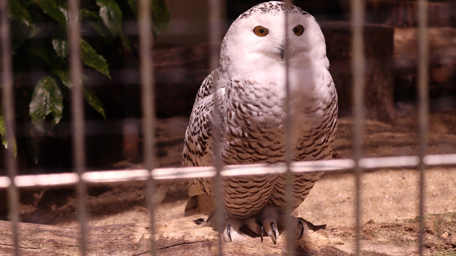 ふくろう、シロフクロウ、鳥、動物園、動物の写真フリー素材 Owls, Snowy Owls, Birds, Zoos, Animals Photos Free Material