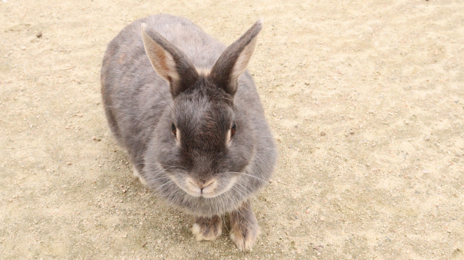 ウサギのフリー素材 Rabbit Free material