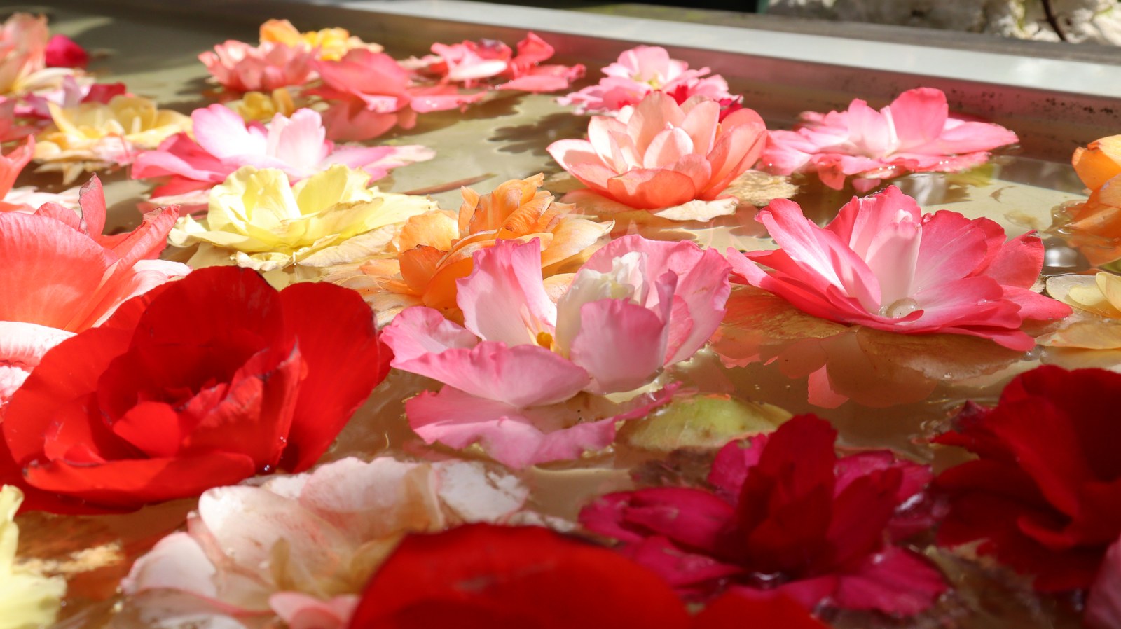 池に浮く赤い花のフリー素材 Free material of red flowers floating in the pond