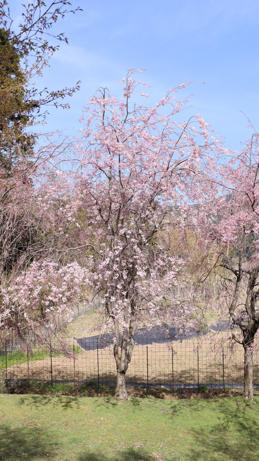正面から見るしだれ桜写真フリー素材 Weeping cherry tree seen from the front Photo free material
