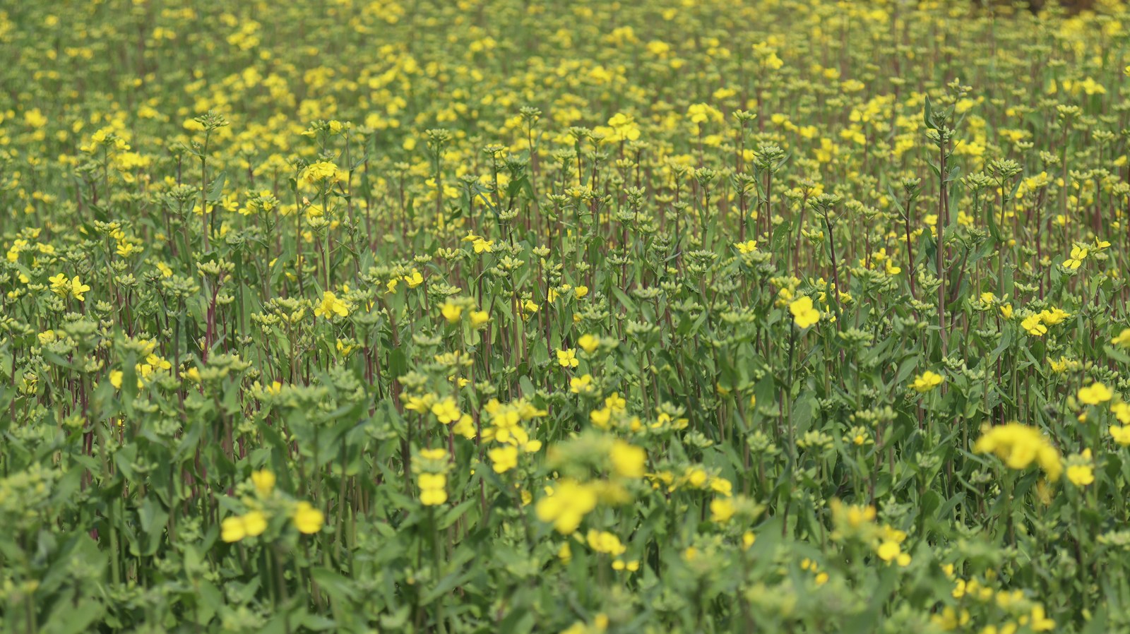 原っぱの写真フリー素材 Raw photo free material