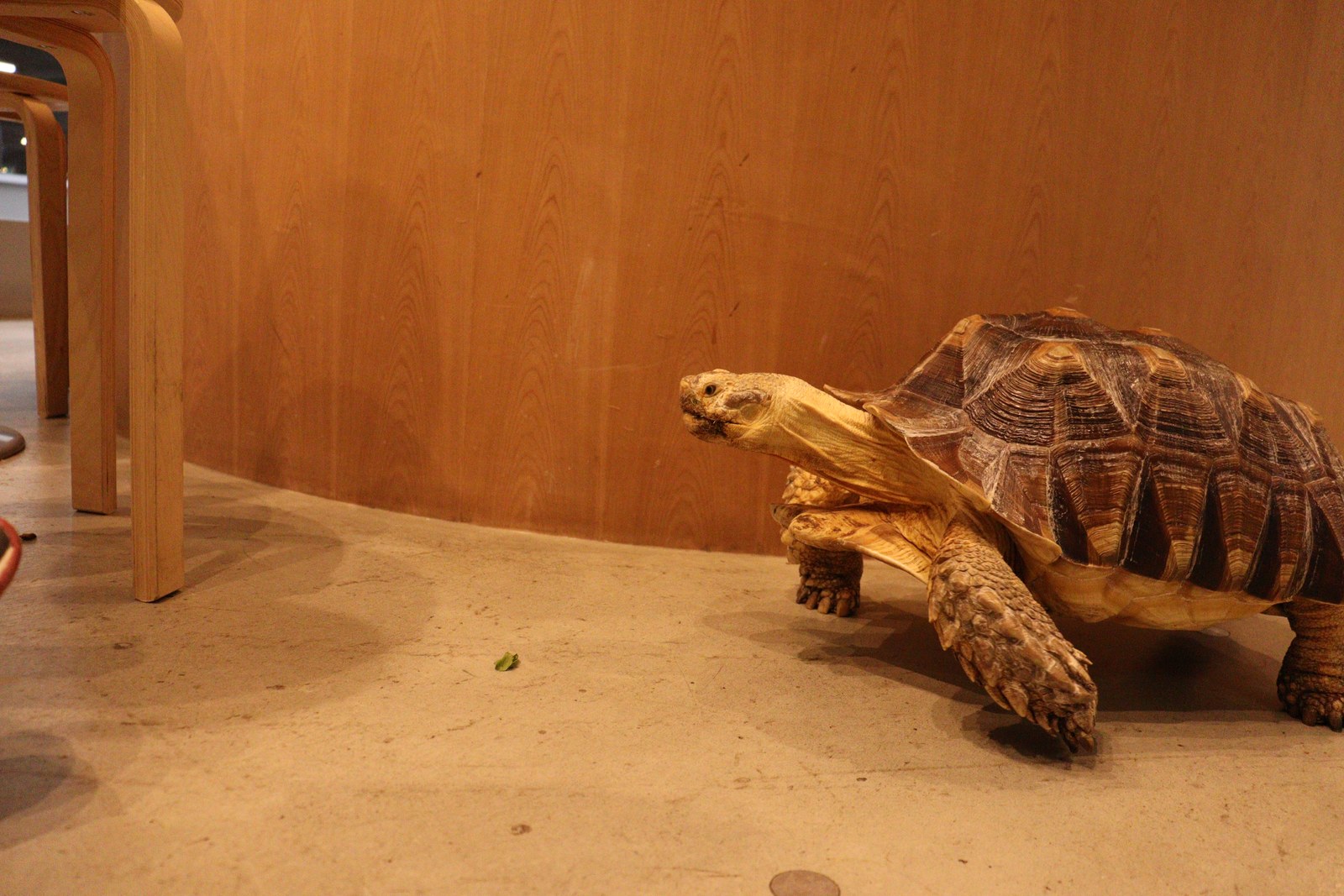 亀、カメ、リクガメ、陸亀、爬虫類、動物の写真フリー素材 Turtle, turtle, tortoise, land turtle, reptile, animal photo free material