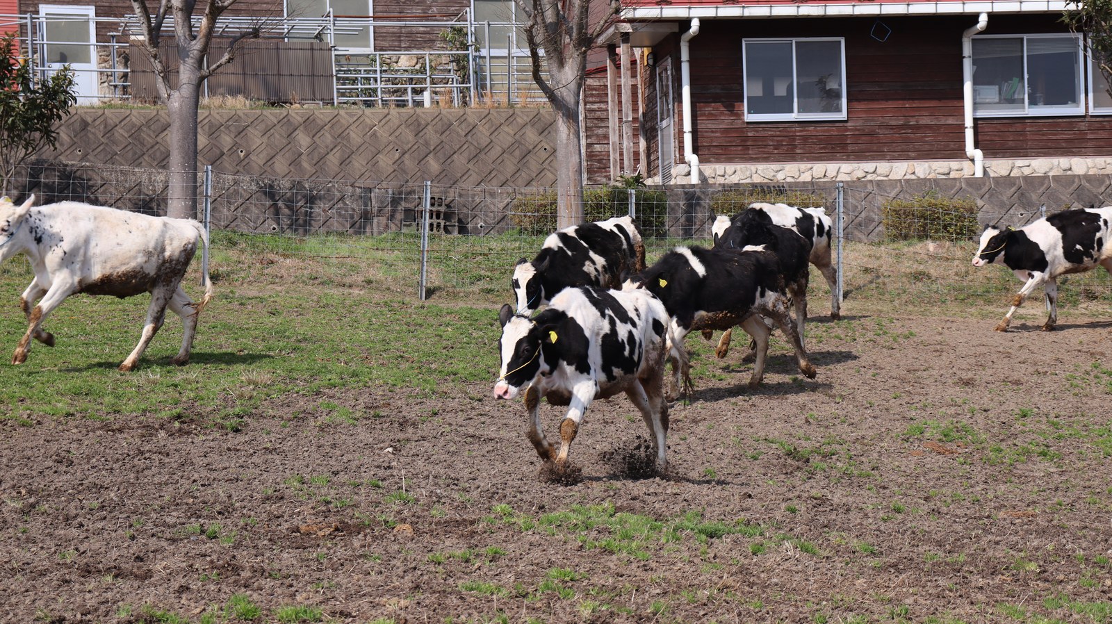 牧場、家畜、牛、乳牛、動物の写真フリー素材 Ranch, livestock, cow, dairy cow, animal photo free material