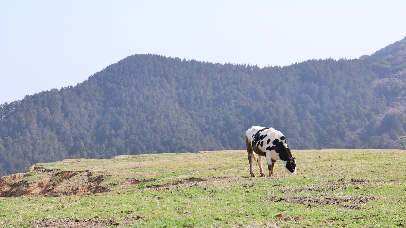 牧場、家畜、牛、乳牛、動物の写真フリー素材 Ranch, livestock, cow, dairy cow, animal photo free material