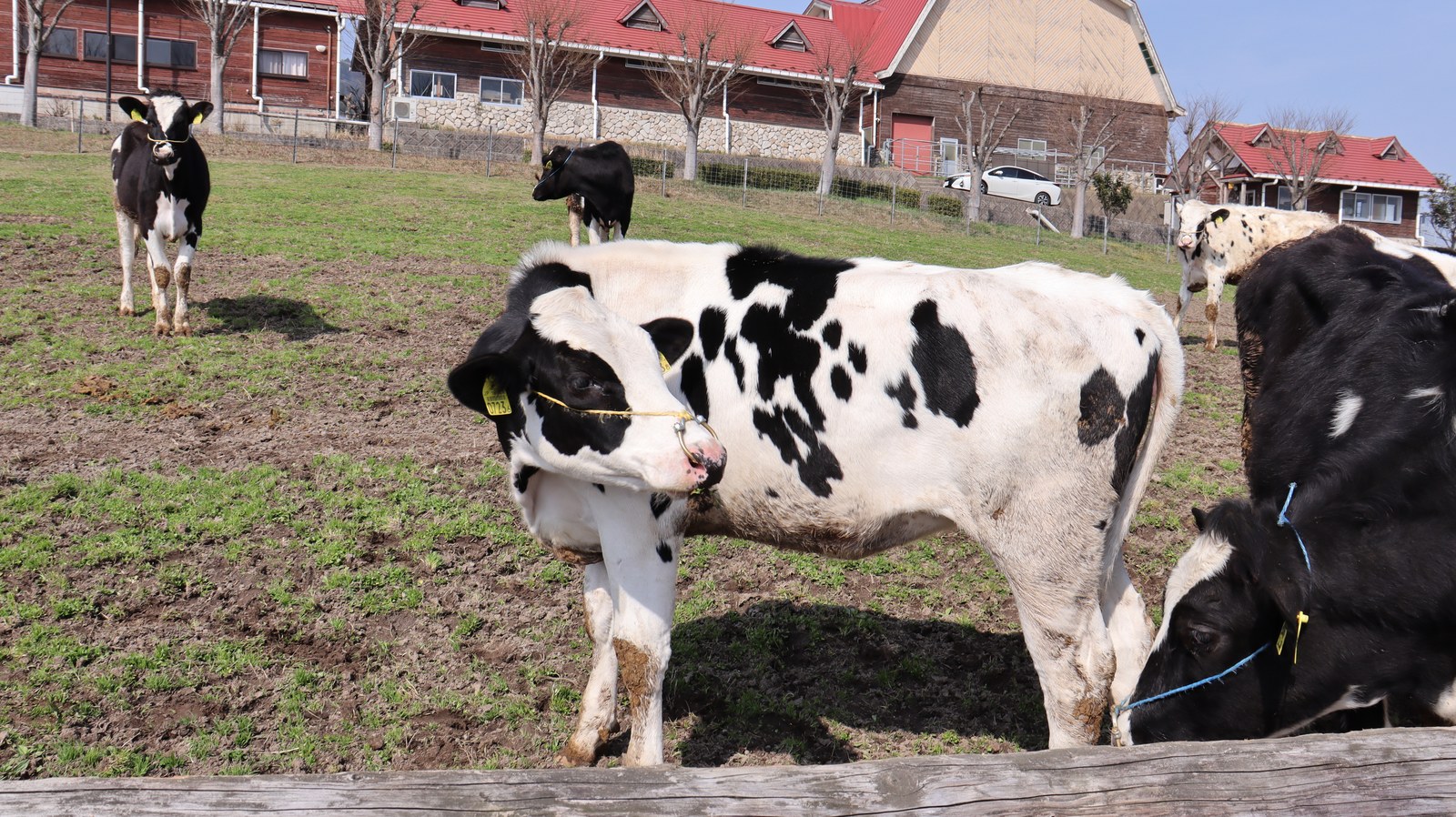 牧場、家畜、牛、乳牛、動物の写真フリー素材 Ranch, livestock, cow, dairy cow, animal photo free material
