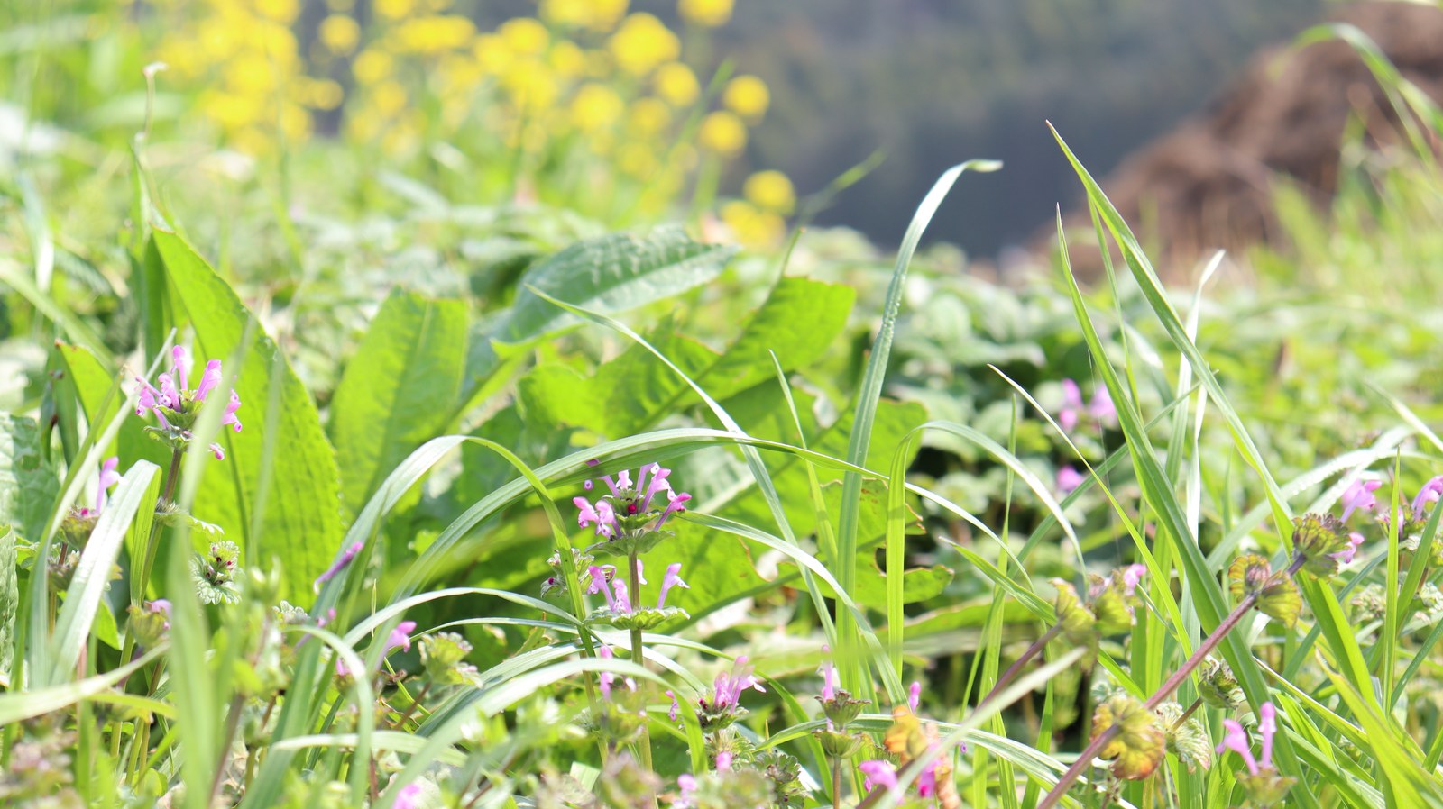雑草の写真フリー素材 Weed Photos Free Material