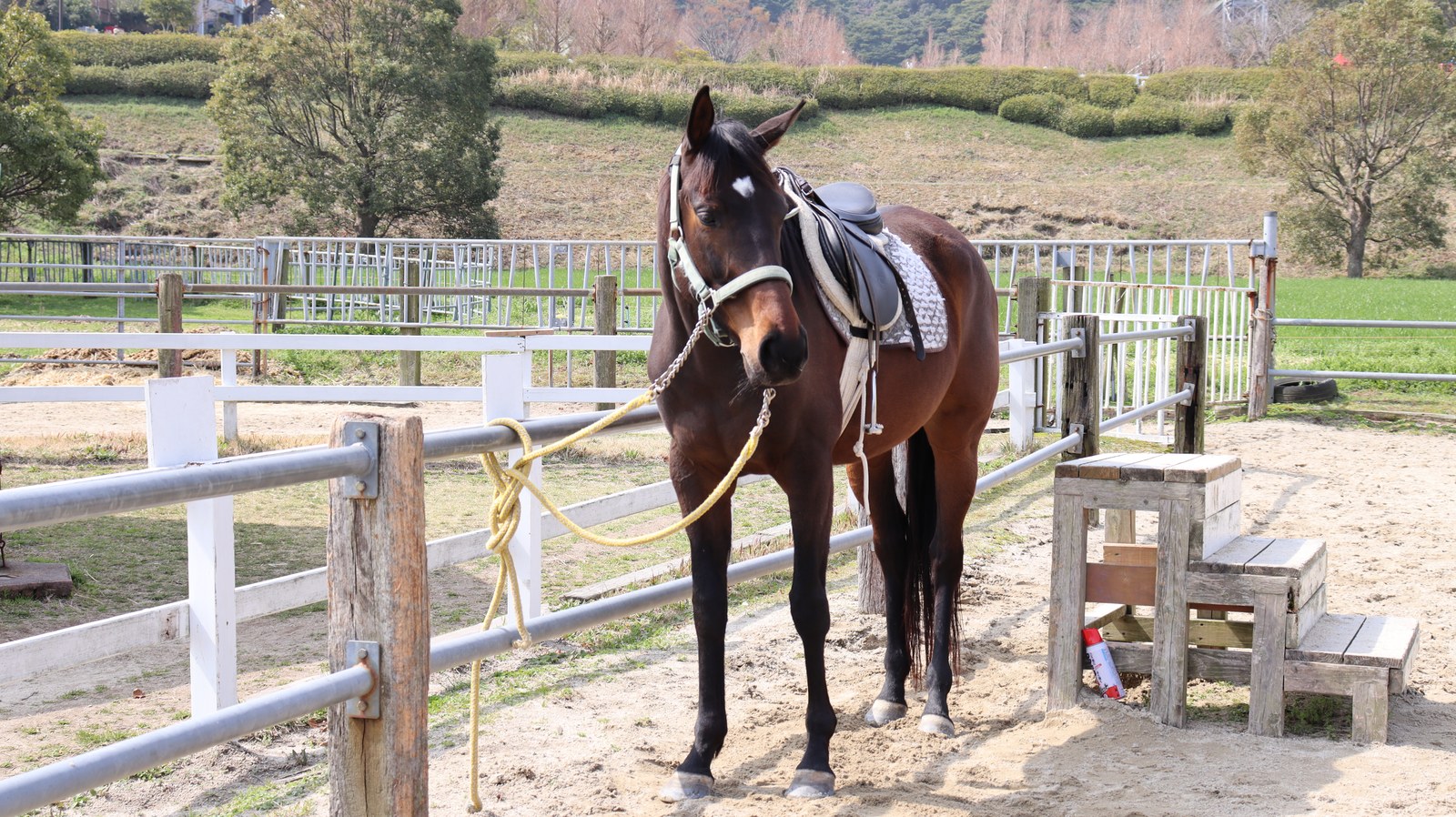 牧場、家畜、馬、ポニー、動物の写真フリー素材 Pictures of ranch, livestock, horse, pony, animal free material