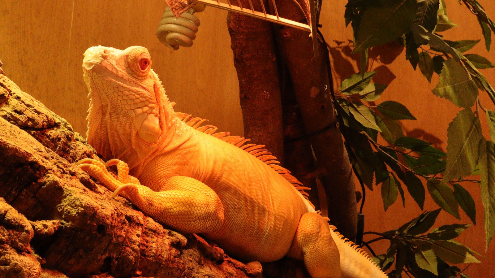 小動物、イグアナ、爬虫類、グリーンイグアナ、動物の写真フリー素材 Small animals, iguanas, reptiles, green iguanas, animals photos free material