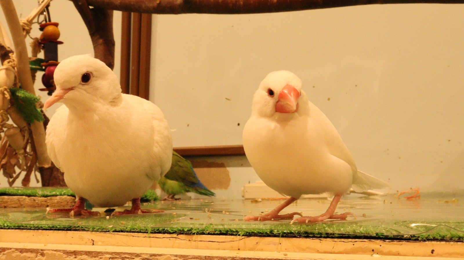 文鳥、ブンチョウ、鳩、ハト、銀鳩、ギンバト、小動物、鳥、動物の写真フリー素材 Photos of birds, Java sparrows, pigeons, pigeons, silver pigeons, gimbats, small animals, birds, animals