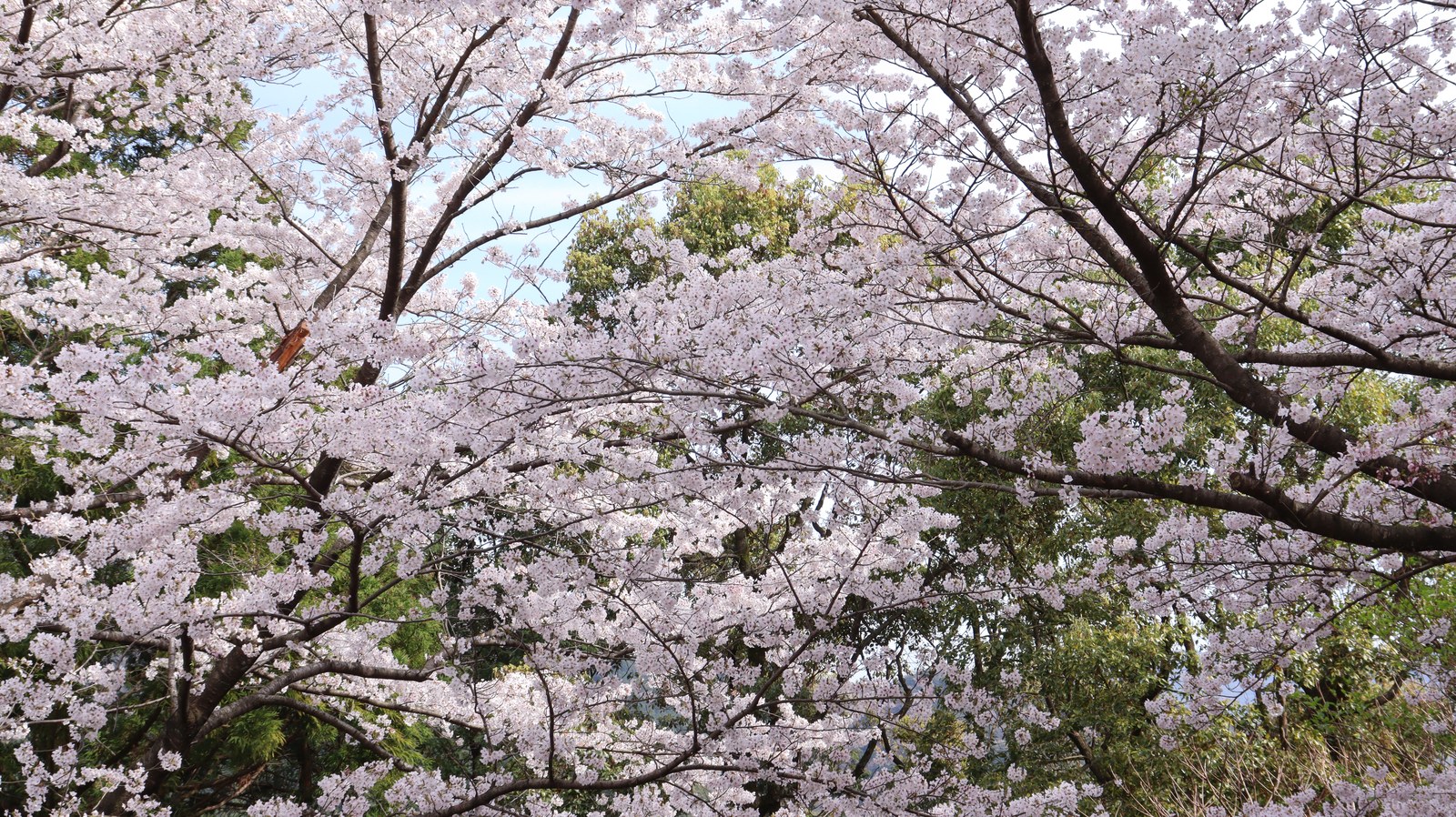 山の緑と桜の写真フリー素材 Mountain green and cherry blossoms photo free material