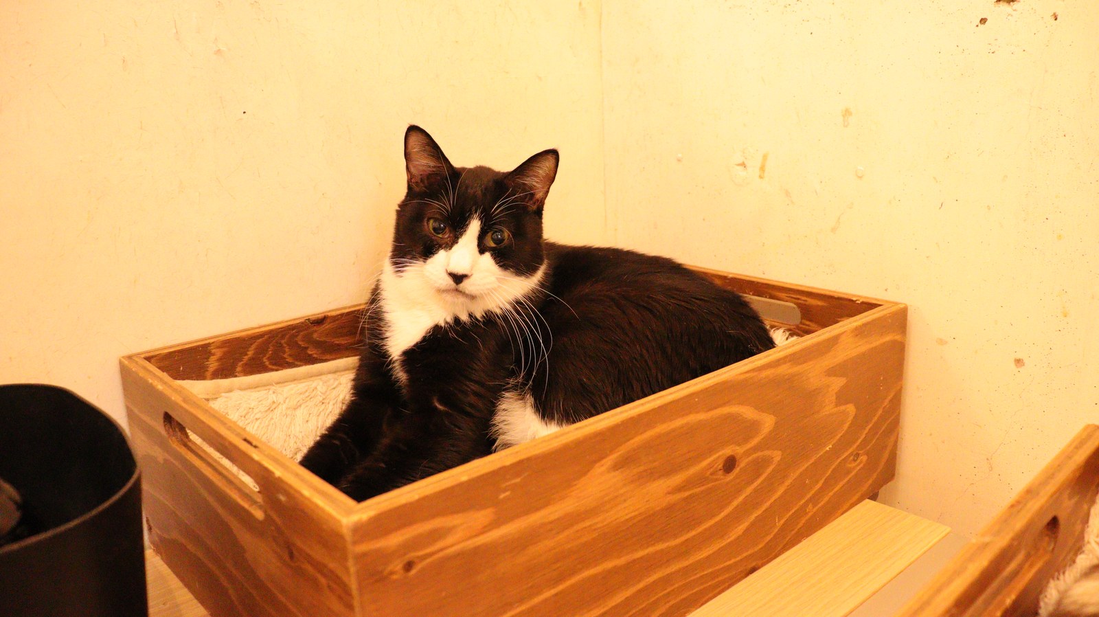 猫、ネコ、ねこ、雑種、ペット、動物の写真フリー素材 Cat, hybrid, pet, animal photo free material