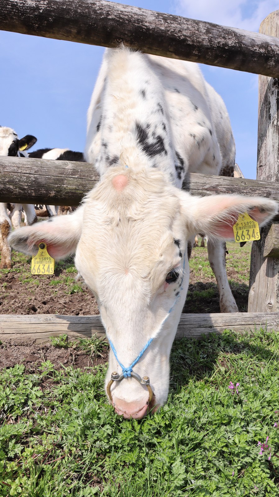 牧場、家畜、牛、乳牛、動物の写真フリー素材 Ranch, livestock, cow, dairy cow, animal photo free material