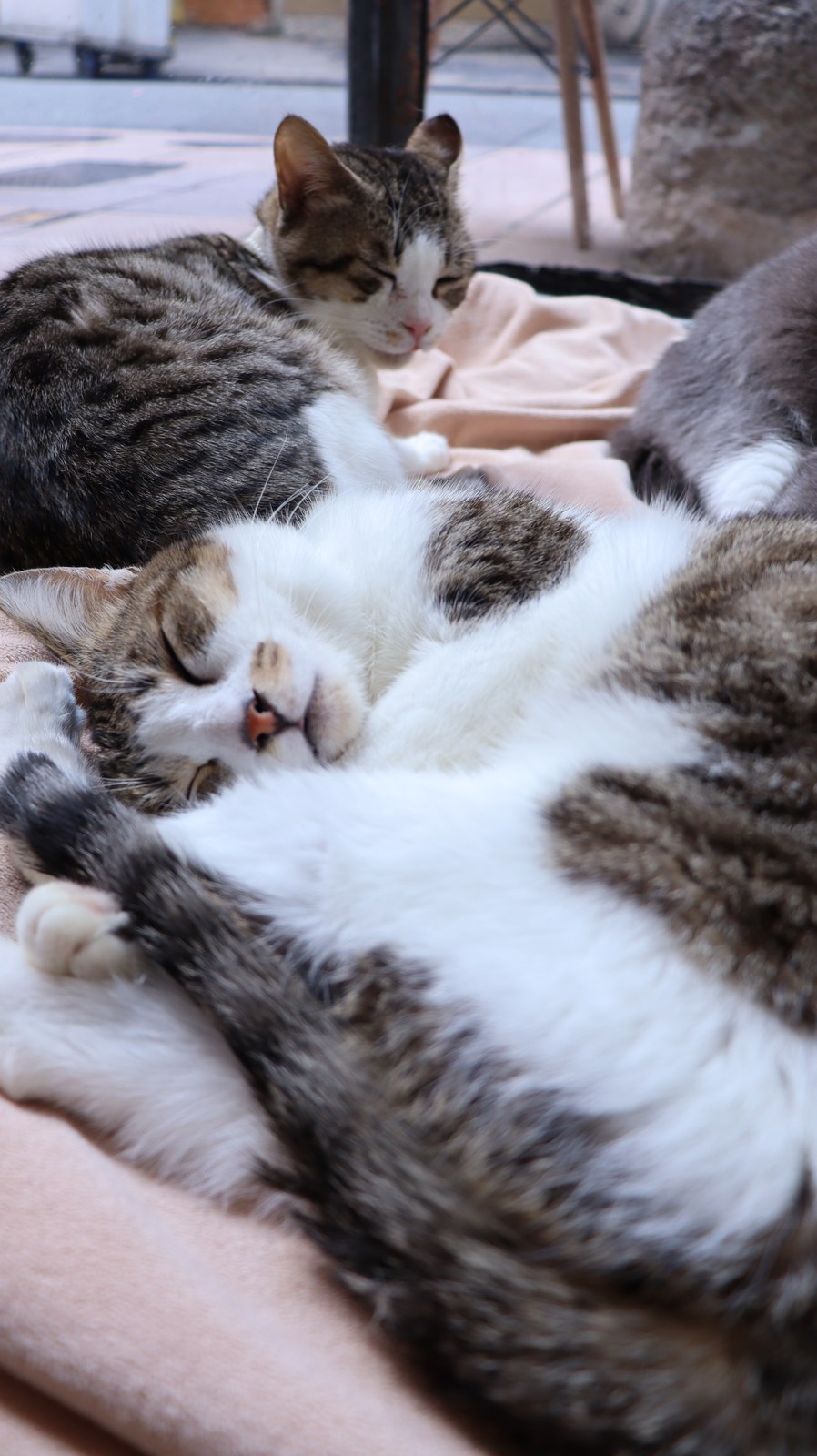 猫、ネコ、ねこ、雑種、ペット、動物の写真フリー素材 Cat, hybrid, pet, animal photo free material