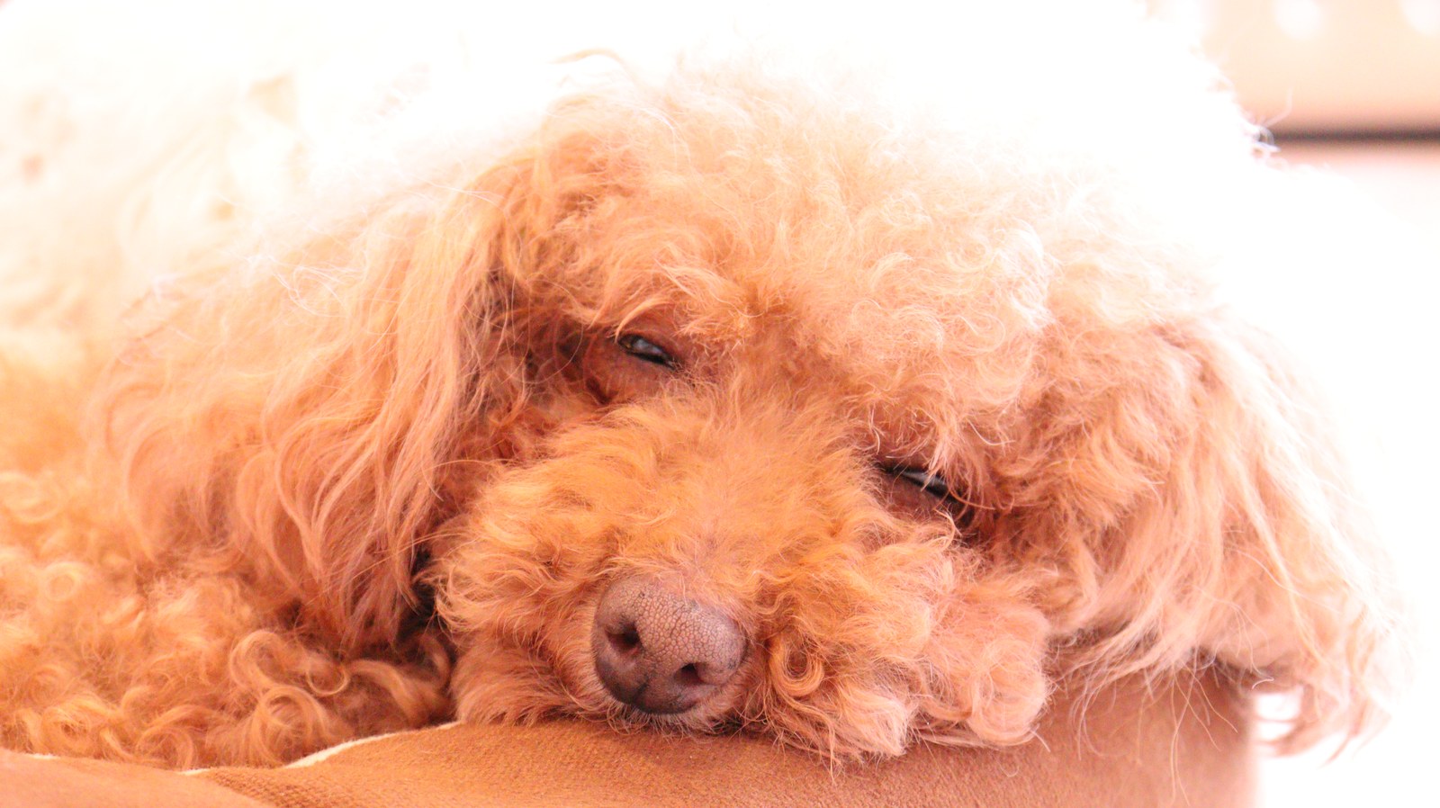 小型犬、トイプードル、犬、室内犬、動物の写真フリー素材 Small dogs, toy poodles, dogs, indoor dogs, animals photos free material