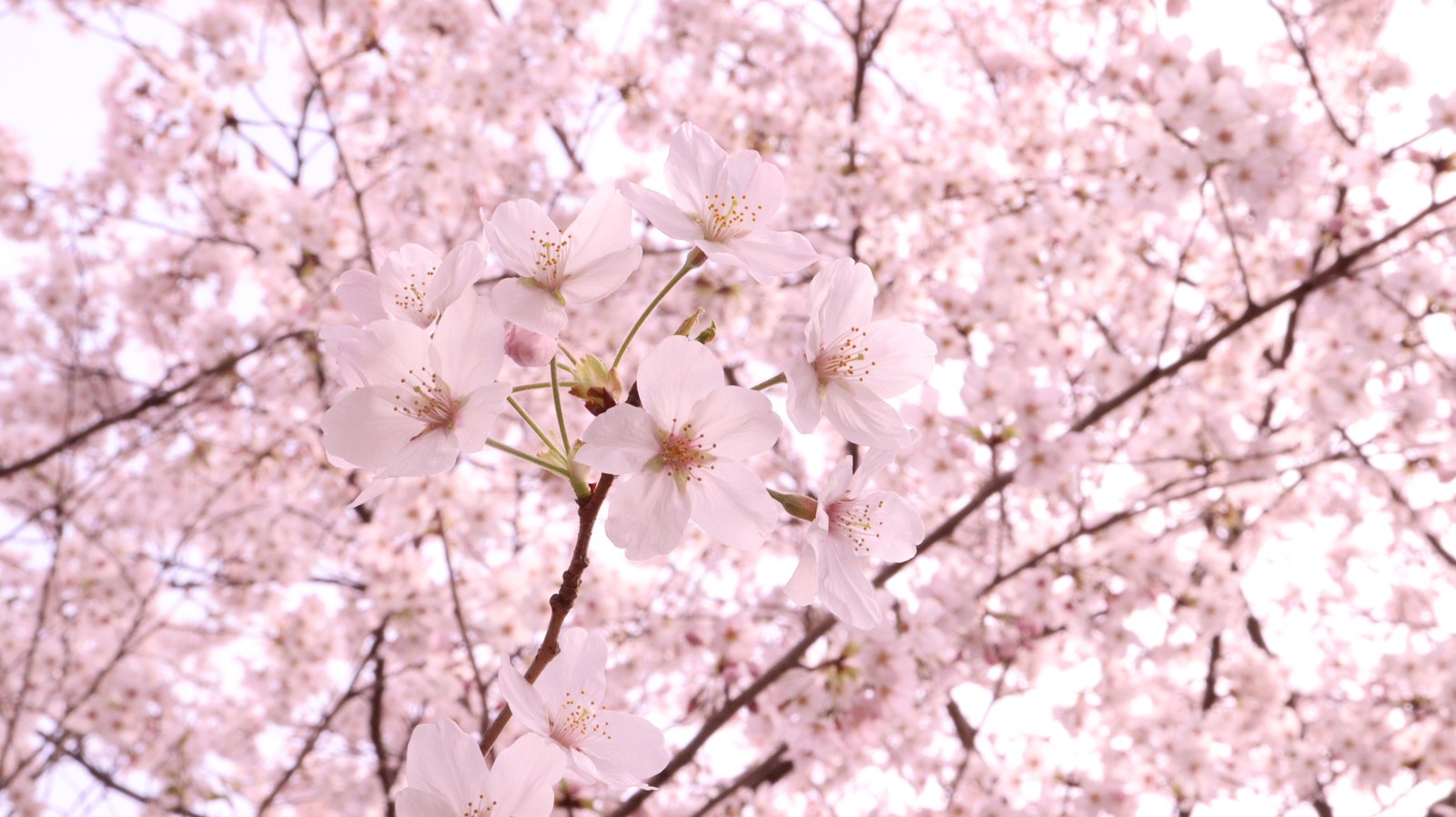 綺麗な桜の写真フリー素材 Beautiful cherry blossom photo free material