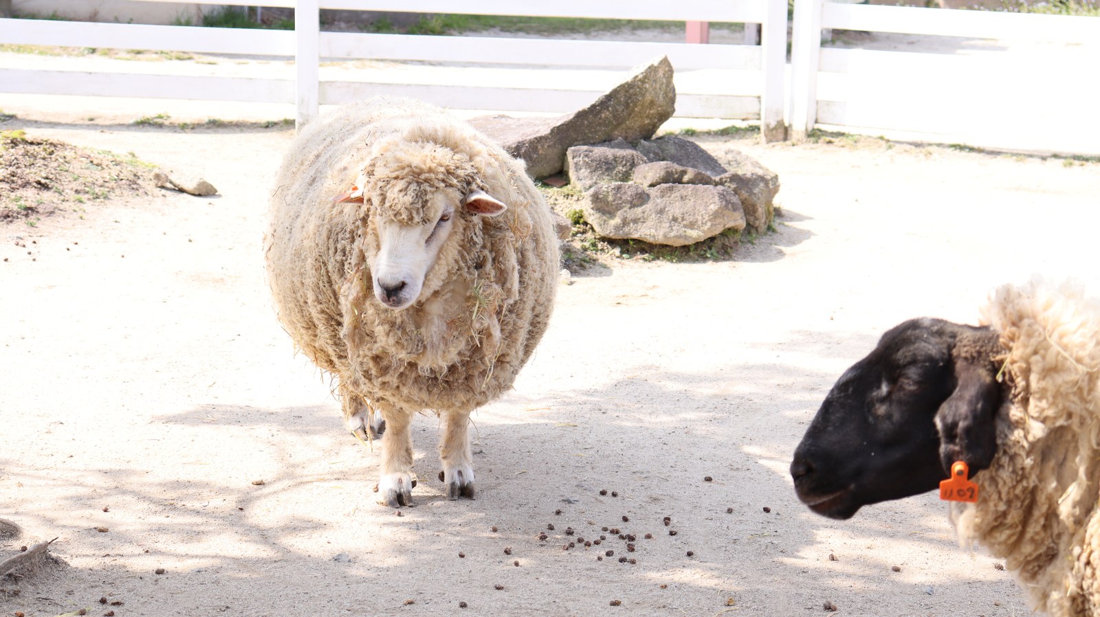 牧場、家畜、ひつじ、羊、動物の写真フリー素材 Pictures of ranch, livestock, sheep, sheep, animals Free material