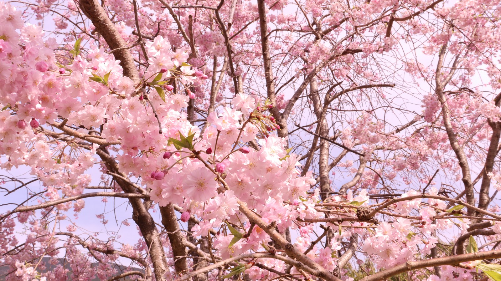 桜のつぼみと芽の写真フリー素材 Photo free material of cherry blossom buds and buds