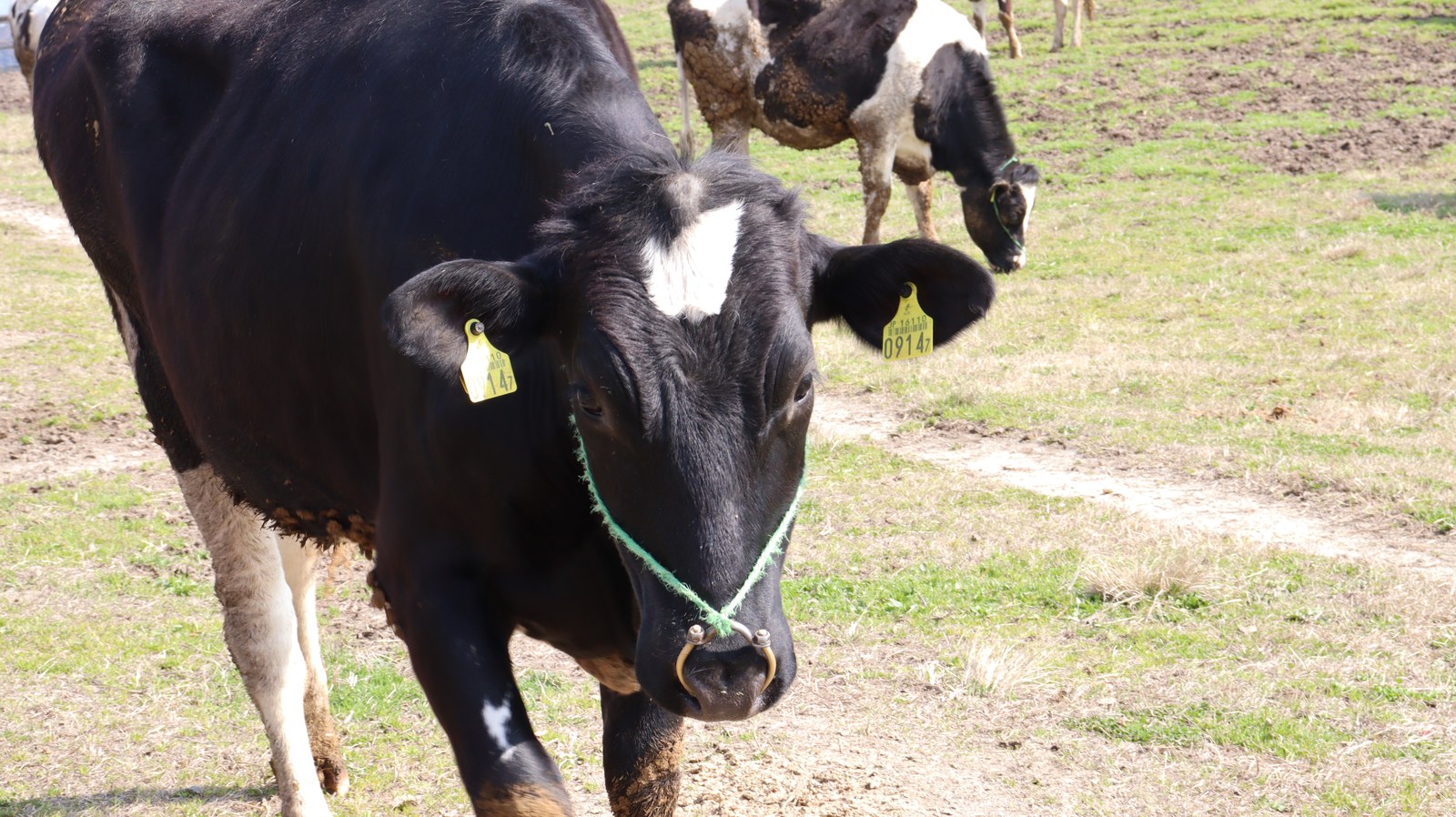 牧場、家畜、牛、乳牛、動物の写真フリー素材 Ranch, livestock, cow, dairy cow, animal photo free material