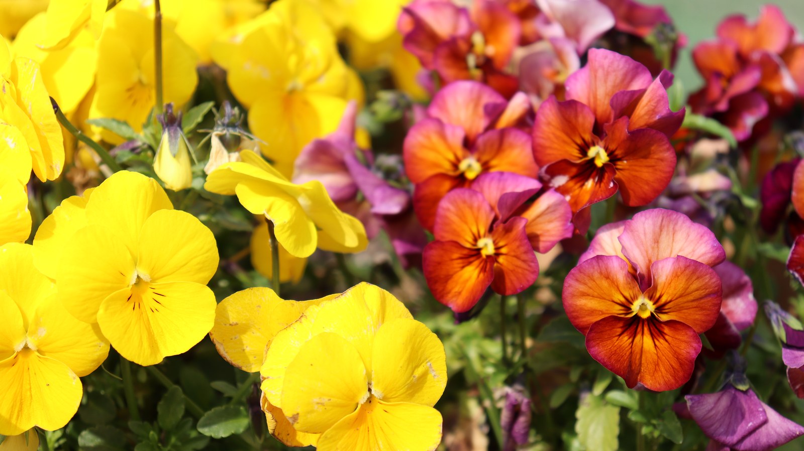 黄色い花、赤い花の写真フリー素材 Yellow flower, red flower photo free material