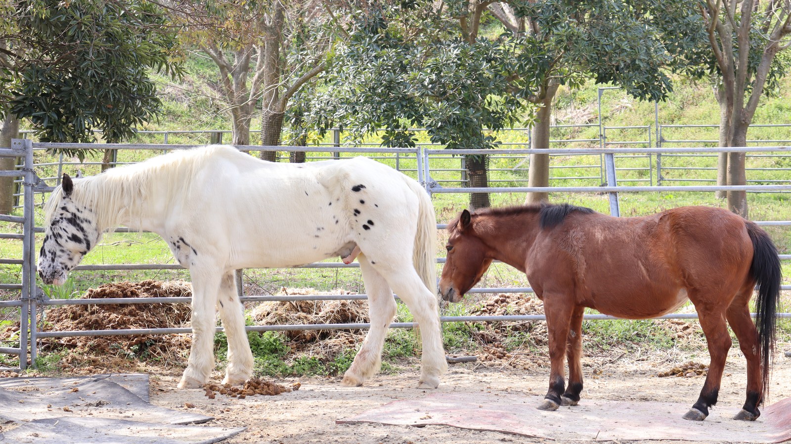 牧場、家畜、馬、ポニー、動物の写真フリー素材 Pictures of ranch, livestock, horse, pony, animal free material