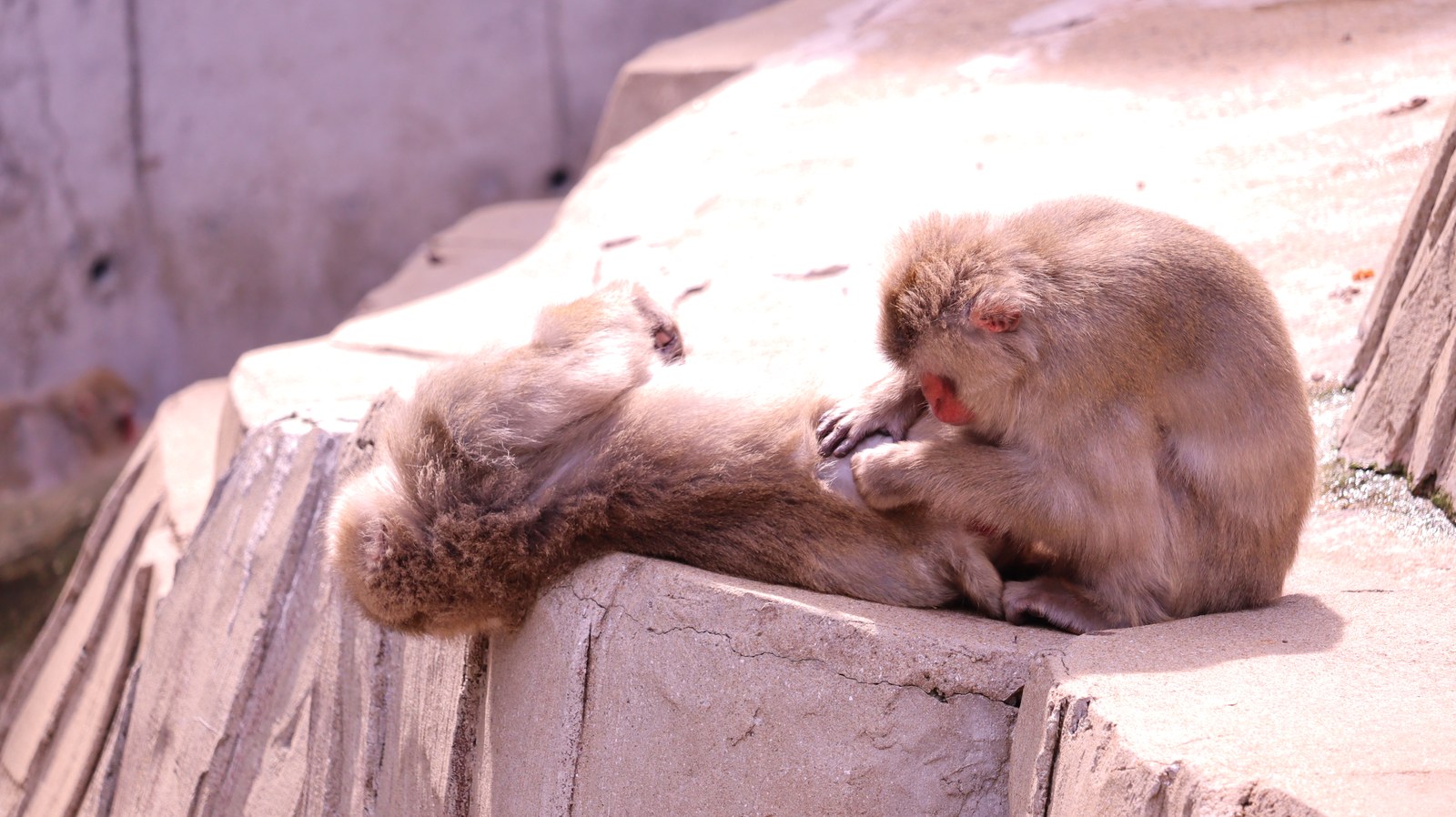 猿、日本猿、ニホンザル、哺乳類、動物園、動物の写真フリー素材 Pictures of monkeys, Japanese monkeys, mammals, zoos, animals Free material
