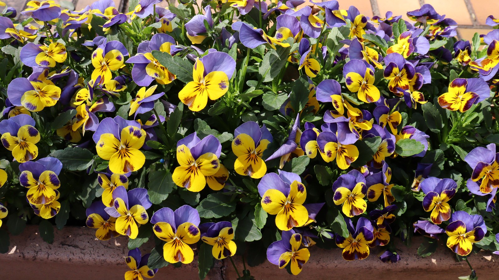 紫と黄色の花の写真フリー素材 Purple and yellow flowers photo free material