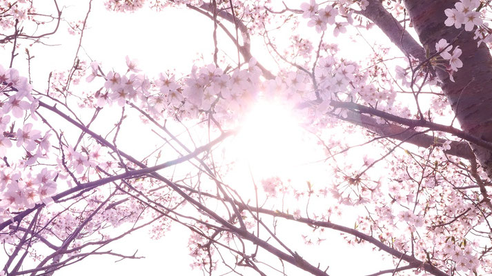 f370.桜の間に日差し、＋6点【花や風景関連】無料画像