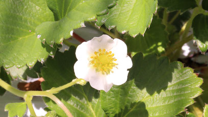 イチゴ農園、いちご狩り、いちごの花、白い花、写真フリー素材　Strawberry farm, strawberry picking, strawberry flowers, white flowers,