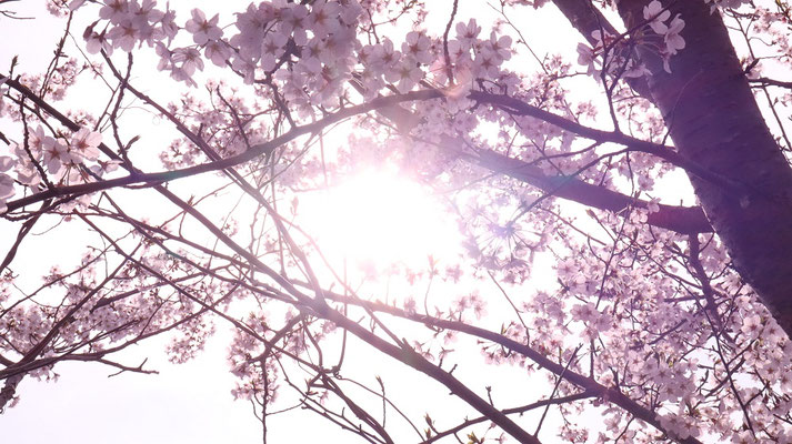 f370.桜の間に日差し、＋6点【花や風景関連】無料画像