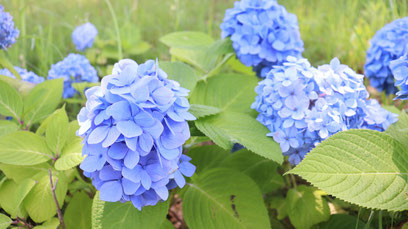 あじさい、花、青い花、自然、梅雨、写真フリー素材hydrangeas, flowers, blue flowers, nature, rainy season,