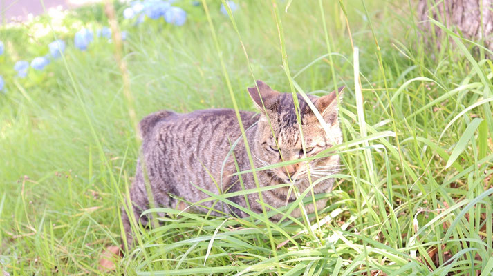d505.草むらにいる野良猫、＋1点【動物関連】無料画像