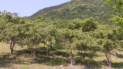 山、林、森、木、自然、写真フリー素材　mountains, forests, woods, trees, nature,,