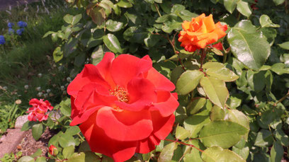 バラ、オレンジ色、赤、花、花壇、自然、写真フリー素材、rose, orange color, flower, flower bed, nature,