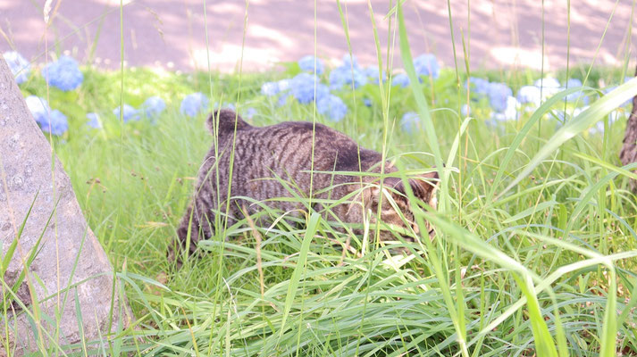 d505.草むらにいる野良猫、＋1点【動物関連】無料画像