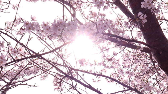f370.桜の間に日差し、＋6点【花や風景関連】無料画像