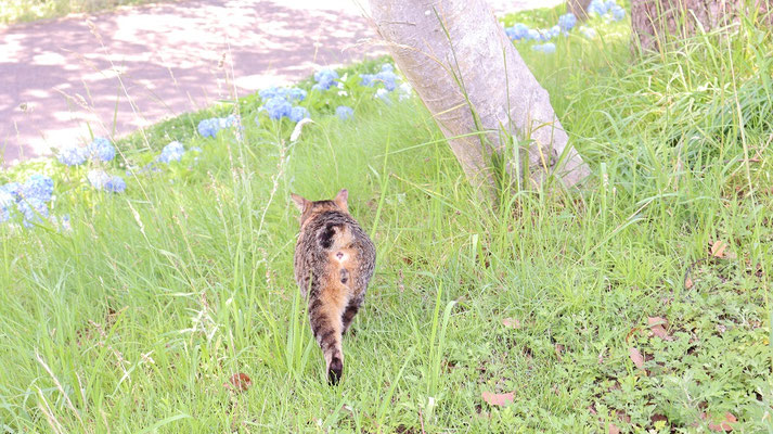 d503.去っていく野良猫【動物関連】無料画像