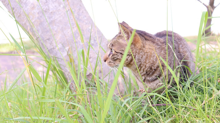 d508.何かを見ている野良猫、＋2点【動物関連】無料画像