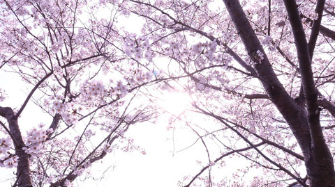 花・風景の素材プレビュー