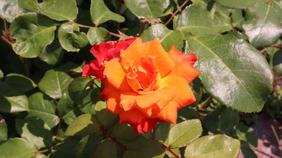 バラ、オレンジ色、花、花壇、自然、写真フリー素材、rose, orange color, flower, flower bed, nature,