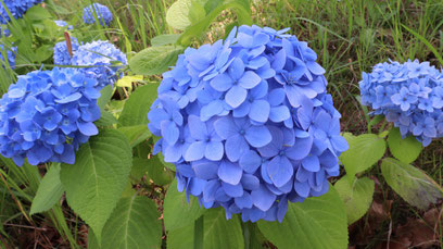 あじさい、花、青い花、自然、梅雨、写真フリー素材hydrangeas, flowers, blue flowers, nature, rainy season,