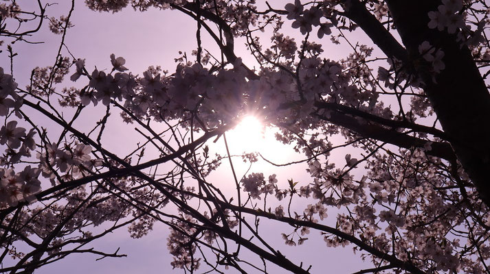 f370.桜の間に日差し、＋6点【花や風景関連】無料画像